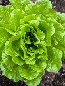 It’s a real treat to have lettuce like this through the year. I grow lots of lettuce for me and my family.