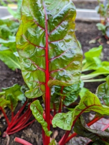 The Swiss chard stalk colors can be seen through the leaves. They are so vibrant with stems of red, yellow, rose, gold, and white. Chard has very nutritious leaves making it a popular addition to healthful diets. Swiss chard is part of the goosefoot family – aptly named because the leaves resemble a goose’s foot. The most common method for picking is to cut off the outer leaves about two inches above the ground while they are young, tender, and about eight to 12 inches long. Older leaves are often stripped off the plants and discarded to allow the young leaves to continue to grow.