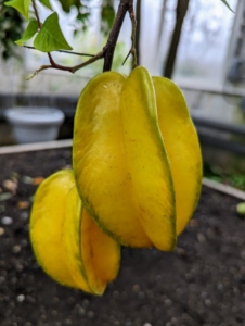 In another corner, Carambola, also known as star fruit, native to tropical Southeast Asia. It is a sweet and sour fruit that has the shape of a five-point star. The skin is edible and the flesh has a mild, sour flavor that makes it popular in a number of dishes.