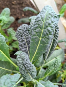 Kale is related to cruciferous vegetables like cabbage, broccoli, cauliflower, collard greens, and Brussels sprouts. There are many different types of kale – the leaves can be green or purple in color, and have either smooth or curly shapes.