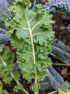 Curly leafed kale is usually bright-green and tends to have a strong peppery flavor.