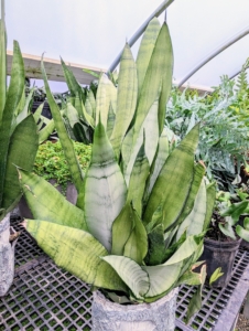 During the segment, I talked about the stiff leafed Sansevieria plant. While working in my tropical greenhouse back at my farm last weekend, I noticed that these beautiful sansevieria plants were overcrowded in their pots and needed to be divided and repotted.