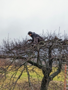 Here's Pasang pruning. He is our resident tree expert and oversees all the smaller tree jobs at the farm. Pruning is best completed before growth starts as cuts will heal quickly. There are two main goals of pruning trees. On young trees, pruning encourages a strong, solid framework. And on mature trees like this, they usually already have their shape determined, so it’s important to maintain their shape and size. Traditionally, apple trees were always encouraged to stay shorter, so apples were easier to reach.