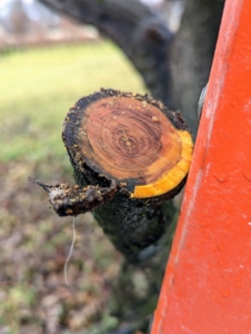 Dead branches, or those without any signs of new growth, are also cut, so the energy is directed to the branches with fruiting buds. Here is an example of a dead branch - the wood is dark and brown.