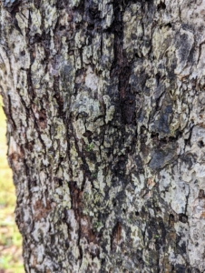 The bark of an apple tree is generally gray, scaly, and rough to the touch.