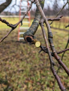 Pruning cuts should be made fairly flush to the branch from which it grew. The idea is to leave slight stubs. By removing any more, the remaining branch has too much of an opening for disease to enter. Here, one can see where a cut was made.