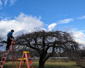 Pruning stimulates the tree to grow more fruiting spurs by eliminating competing suckers and unproductive wood.