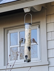 I have long fed the wild birds that visit my farm. Feeders are set up where they are easy to see, convenient to fill, and where seed-hungry squirrels and bird-hungry cats cannot reach them. These are also positioned no more than three feet from the glass to prevent possible collisions.