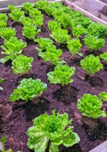 And here is the lettuce bed. I grow lots of lettuce throughout the year for me and my family.