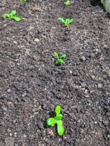 Here is a bed of young lettuce sprouts just starting to grow. I am looking forward to seeing these plants develop over the next few weeks.