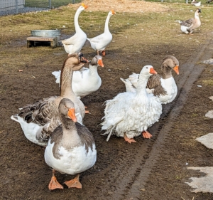 Look closely at the Chinese geese in the back compared to the others in the foreground. The Chinese geese most likely descended from the swan goose in Asia, though over time developed different physical characteristics, such as longer necks and more compact bodies. The Chinese goose is a very hardy and low-maintenance breed.