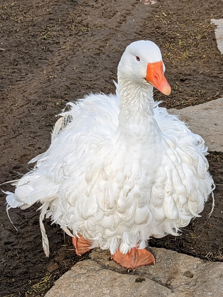 My Geese in the Rain The Martha Stewart Blog