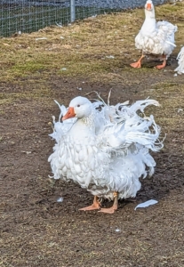 And what is most striking is the plumage. The plumage of the head and upper two-thirds of the neck is smooth, while that of the breast and underbody is elongated and well-curled. Here's one flapping its wings. Though domesticated breeds of geese generally retain some flight ability, Sebastopol geese cannot fly well due to the curliness of their feathers and have difficulty getting off the ground.
