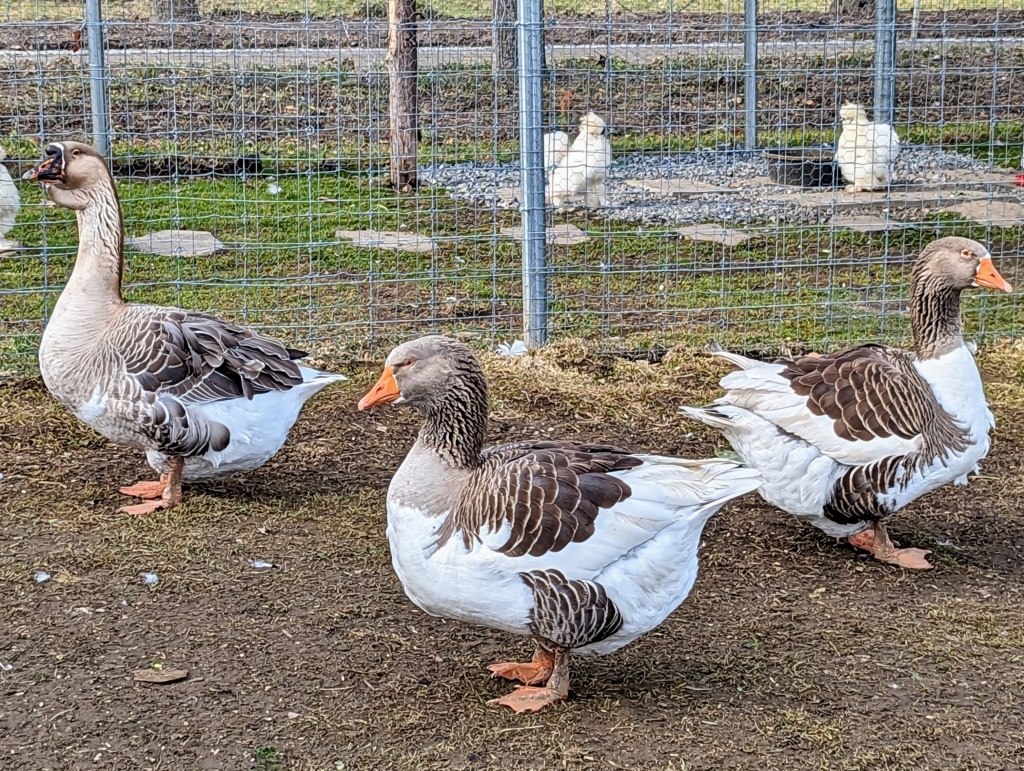 My Geese in the Rain The Martha Stewart Blog