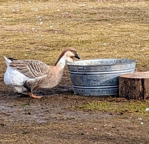 Here's the African goose at one of the pools getting a drink. When drinking water, geese will use the bill to lift the water into the mouth, and then toss its head back to let the water run down its throat.