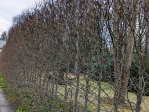 This is the hornbeam hedge along the back of the Summer House and the Winter House. The hornbeam, Carpinus, is deciduous and very fast-growing. In fact, it can grow about four to five feet per year. I always keep a close eye on all the hornbeams and keep them well groomed.
