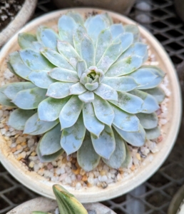 Echeveria is a large genus of flowering plants in the stonecrop family Crassulaceae, native to semi-desert areas of Central America, Mexico and northwestern South America. I have echeveria in shades of green and purple.