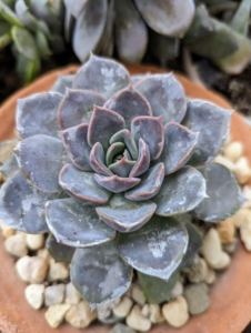 The leaves are fleshy and have a waxy cuticle on the exterior. Often the leaves are colored and a firm touch can mar the skin and leave marks. The echeveria plant usually doesn’t exceed 12 inches in height or spread.