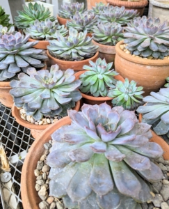 I also have a wide collection of Echeverias as well as Aeoniums. To tell the difference, Aeoniums have leaves that are flatter, while the leaves of these Echeverias are more round. The edges of Aeonium leaves also have small points like teeth, while the leaves of Echeverias don’t.