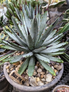 This is a black-spined agave, Agave macroacantha. It is a slow-growing, evergreen succulent that forms rosettes with pale blue-green leaves armed with small brown teeth along the edges.
