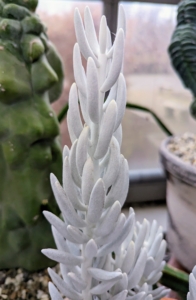 This interesting grayish white succulent is called a woolly senecio. Native to South Africa, it is a perennial dwarf shrub belonging to the Asteraceae family.