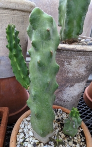 I purchased this interesting succulent during a trip to Arizona – this cactus looks like a smooth stone formation.