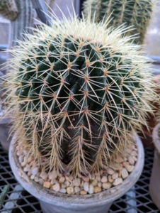 Barrel cacti are various members of the two genera Echinocactus and Ferocactus, endemic to the deserts of Southwestern North America southward to north central Mexico. Some of the largest specimens are found in the Sonoran Desert in Southern Arizona. These are slow growing - some take up to 30-years o reach maturity.