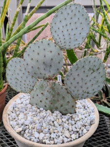 Opuntia, commonly called prickly pear or pear cactus, is a genus of flowering plants in the cactus family. Like other spiny succulents, the prickly pear has flat, fleshy pads called cladodes covered in spiky spines.