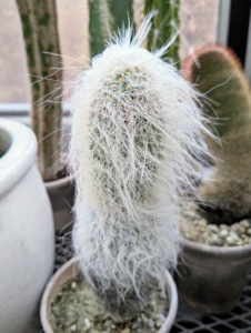 This is called an old man cactus, Cephalocereus senilis - a species of cactus native to Hidalgo and Veracruz in central Mexico. It got its name from its white hair and rather slow-paced growth. This Mexican cactus is so thickly covered with soft-looking hairs that its columnar stem is often obscured.