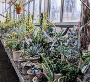 Many of my smaller potted succulents are stored along one side of my main greenhouse where they can get lots of light. Most varieties need at least half a day to a full day of sunlight.