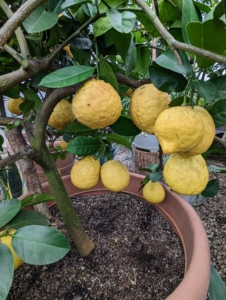 And this is my beautiful Citrus limon ‘Ponderosa’ or ‘The American Wonder Lemon’ – this plant produces a thick mass of highly fragrant flowers, which become tiny lemons. Those lemons get bigger and bigger, often up to five pounds! This ‘Ponderosa’ citrus tree is pretty large, so it is always stored in the front just behind the doors of the hoop house.