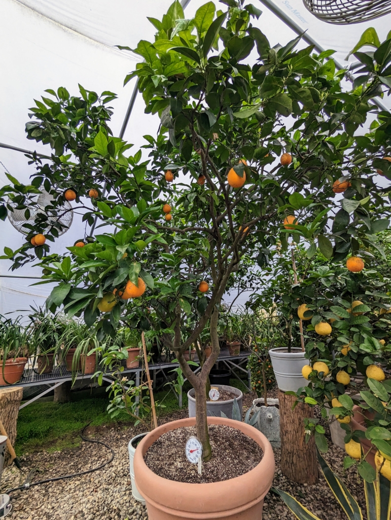 Inside My Citrus Greenhouse - The Martha Stewart Blog