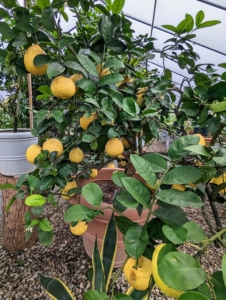 Citrus plants dislike abrupt temperature shifts and need to be protected from chilly drafts and blazing heaters. Dwarf citrus trees require at least eight to 12 hours of full sunshine and good air circulation to thrive.