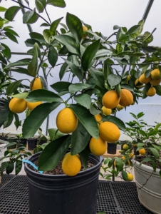 I have many lemon trees. The Meyer lemon was first introduced to the United States in 1908 by the agricultural explorer, Frank Nicholas Meyer, an employee of the United States Department of Agriculture who collected a sample of the plant on a trip to China. Citrus limon ‘Meyer’ is my favorite lemon because this thin-skinned fruit is much more flavorful than the ordinary store-bought. I love to use them for baking and cooking.