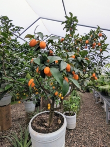 This is a Nagami kumquat, Fortunella margarita – the most commonly grown type of kumquat. The tree is small to medium in size with a dense and fine texture. These trees are quite cold-hardy because of their tendency to go semi-dormant from late fall to early spring. Unlike other citrus fruits, which have thick, pithy rinds, kumquat peel is thin and soft, and perfectly edible.