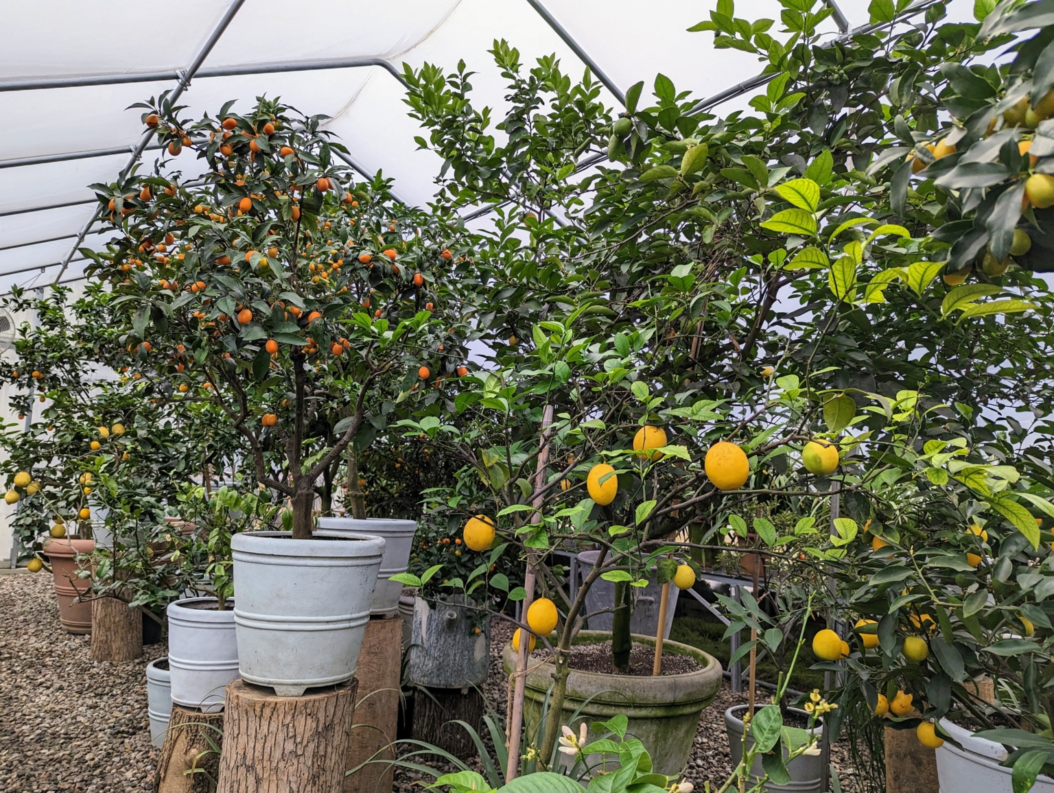 Inside My Citrus Greenhouse - The Martha Stewart Blog