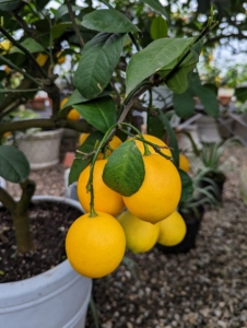 Meyer lemons are also smaller and more round than their regular store-bought cousins. And they are deeper yellow with a slight orange tint when ripe.