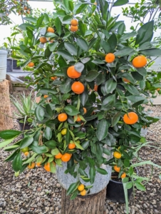 Similar in size, but more round is the calamondin. Calamondin, Citrus mitis, is an acid citrus fruit originating in China. Calamondin is called by many names, including calamondin orange, calamansi, calamandarin, golden lime, and musk orange.