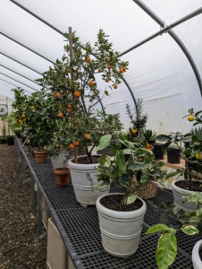 I keep the pots on long greenhouse tables specifically built to accommodate heavy containers. The tabletops are also made with industrial durable plastic that is smooth, non-porous and allows trays, flats, and pots to slide across the surface without snagging.