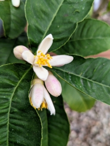 Citrus flowers are either solitary or clustered – and one can practically smell their beautiful aroma. A general rule of thumb is the smaller the fruit, the more often the tree blooms.