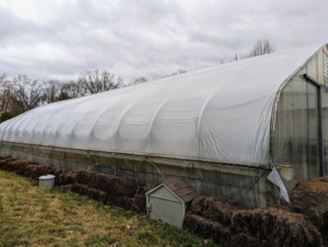 Here is a view from the side of the hoop house. It is built in a Gothic style with tall ceilings in the center to accommodate the larger specimens. The entire structure is built using heavy gauge American made, triple-galvanized steel tubing and two layers of fabric - one is a heavy-duty, woven polyethylene that features an anti-condensate additive to reduce moisture buildup and dripping. The other side contains UV additives that allow the fabric to maintain its strength through the seasons. The plants kept here will stay indoors for a total of about seven months.