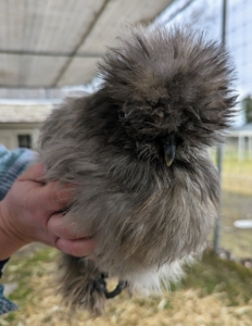 I also brought home a gray Silkie, along with a dozen Silkie eggs, which I am able to incubate here at the farm.
