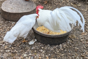 And four Bantam White Plymouth Rocks - all beautiful to look at and so friendly. If you're interested in raising chickens or just love learning about all the breeds, find a poultry show near you and go! They're lots of fun!
