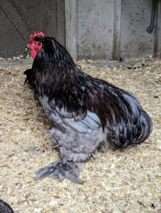 I love these large breed Cochins. I got a breeding pair of blue Cochins and two black Cochin hens.