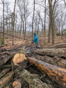 All the dead, damaged, and diseased trees are taken down. Here, Domi secures a rope around a log that was cut down and needs to be moved.