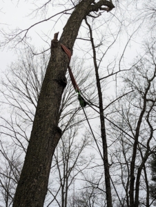 For various light trees, the crew is able to use a pulley around a strong upright tree to help pull the cut tree out.