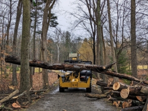 Domi uses the fork lift on our Hi-Lo to move heavier trees into place.