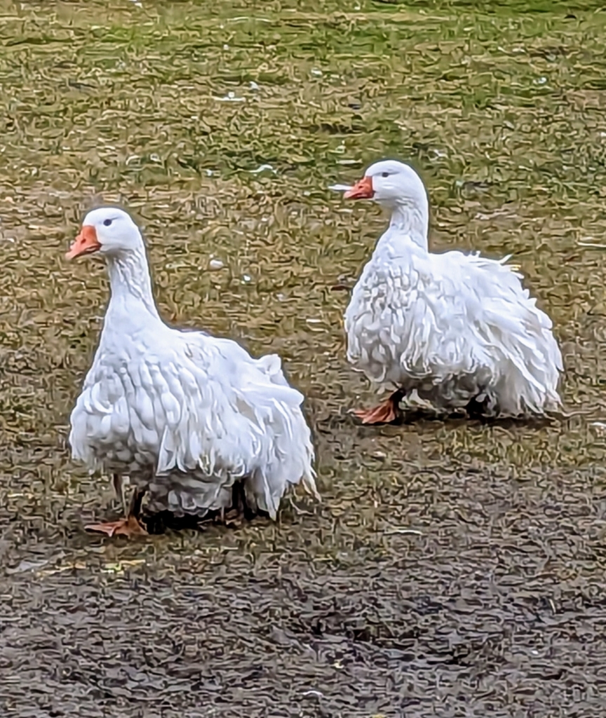 My Geese in the Rain The Martha Stewart Blog