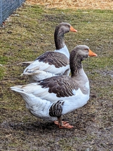 And if you follow my blog regularly, you may recognize the Pomeranian guard geese – the oldest of my gaggle.