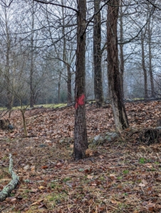 Trees that need to be taken down are marked with red spray paint, which is very visible from the road.